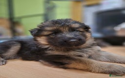 German Shepherd dogs for sale: Straight back German shepherd puppies for sale - Image 8