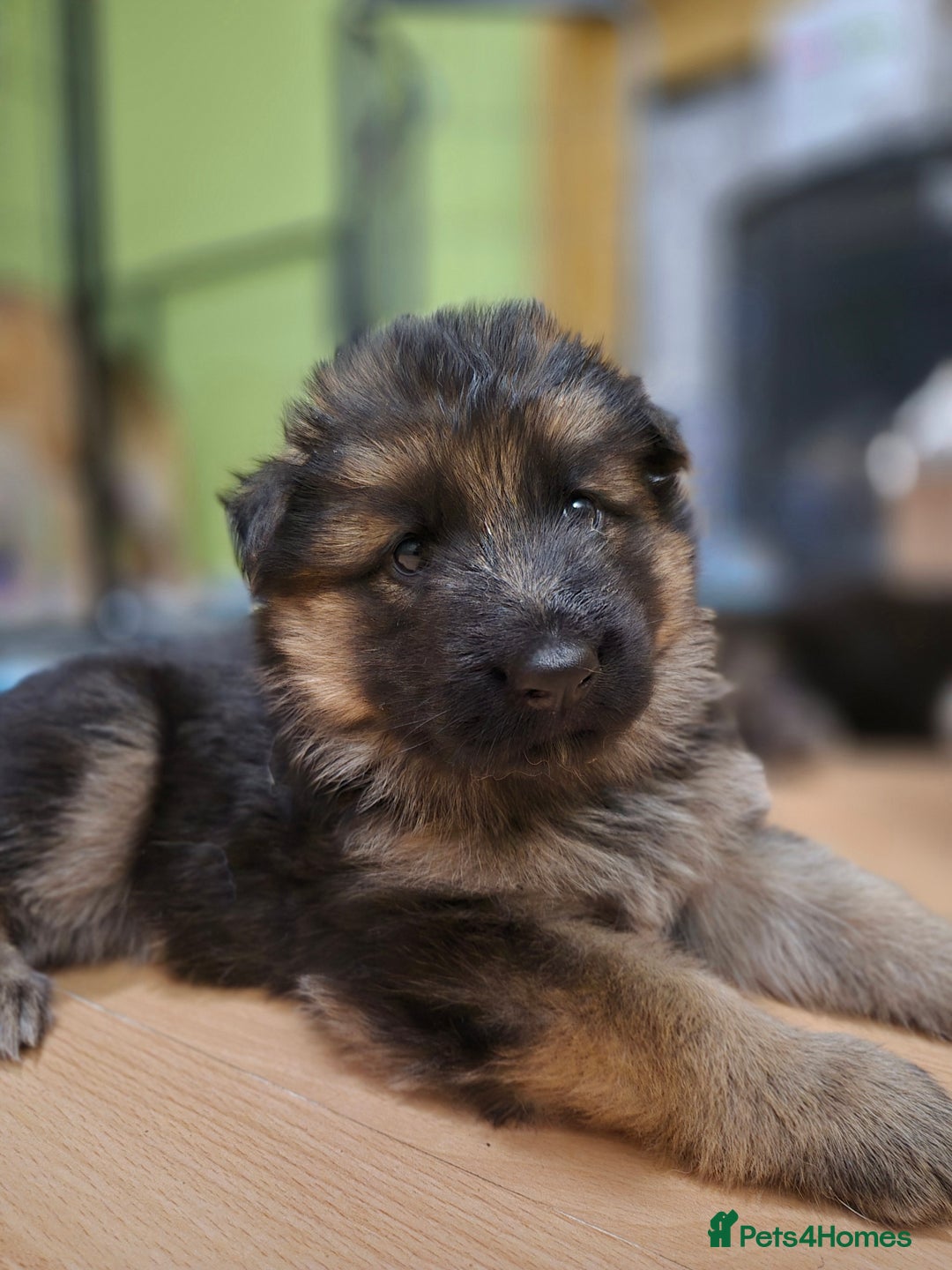 German Shepherd dogs for sale: Straight back German shepherd puppies for sale - Image 8