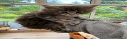 Maine Coon cats for sale: Ready to go! 3 Maine Coon Females  - Advert 10