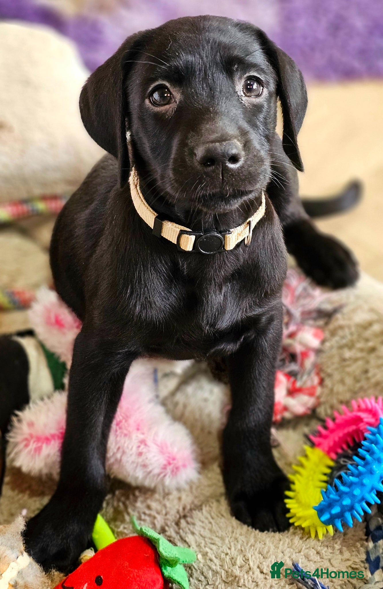 Labrador Retriever dogs 1 BLACK KC BOY REMAINING. HEALTH TESTED PARENTS - Advert 9