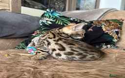 Bengal cats for sale: ❤️ PURE BENGAL KITTENS ❤️ - Image 8