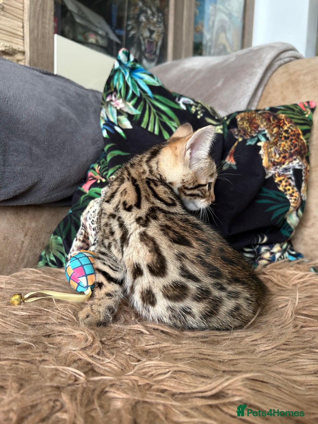 Bengal cats for sale: ❤️ PURE BENGAL KITTENS ❤️ - Image 8