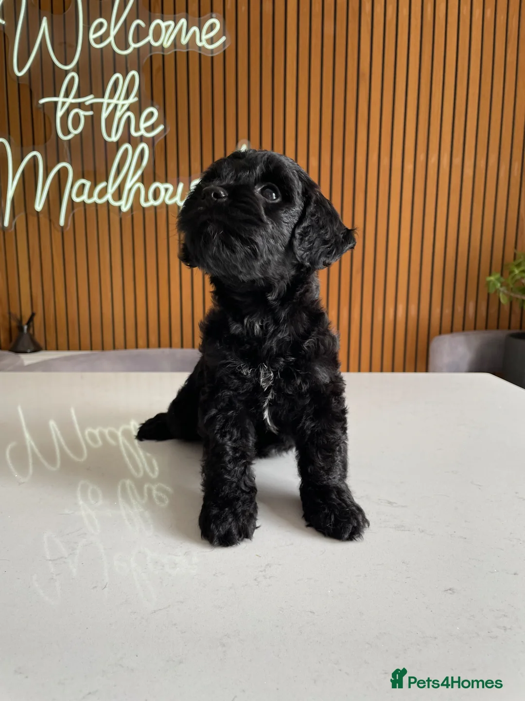 Cockapoo dogs for sale: Thick Coated Tiny Toy Cockapoo Puppies READY SOON! - Advert 2