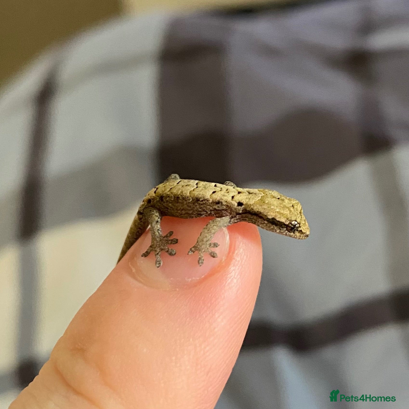 Gecko reptiles Mourning Geckos  - Advert 1