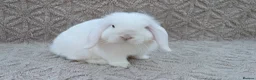 Mini Lop rabbits for sale: Mini lop  - Advert 3