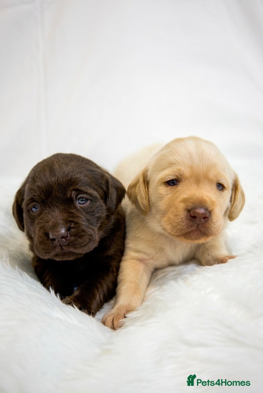 Labrador Retriever dogs Superb Fully health tested yellows  - Advert 1