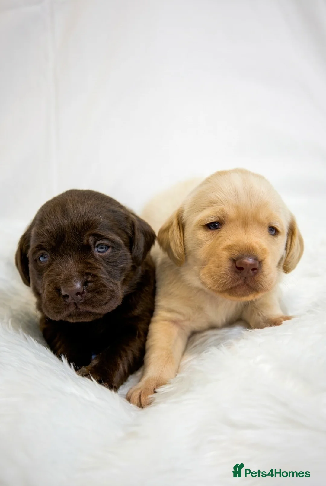 Labrador Retriever dogs for sale: Superb Fully health tested yellows  - Advert 1