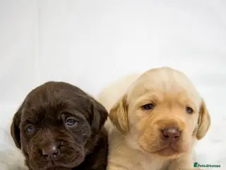 Labrador Retriever dogs for sale: Superb Fully health tested yellows - Advert 1