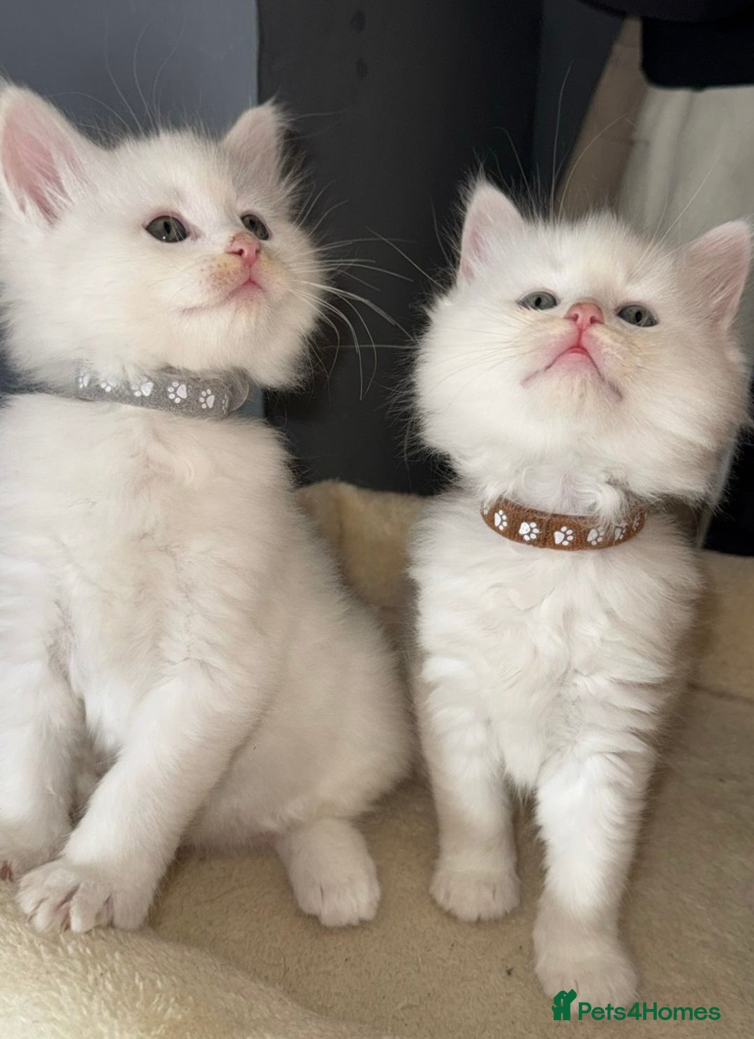 Mixed Breed cats for sale: Stunning Ragdoll x Maine Coon Kittens - Advert 17
