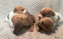 Jack Russell dogs for sale: Stunning litter of miniature Jack Russell puppies - Image 2