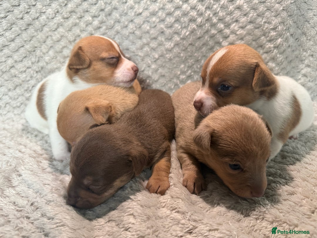 Jack Russell dogs for sale: Stunning litter of miniature Jack Russell puppies - Image 2