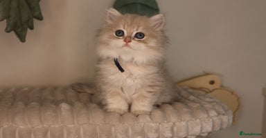 British Longhair cats - Advert 12