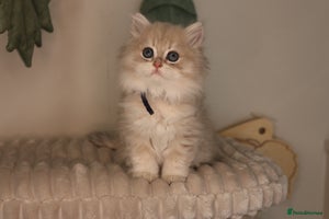 British Longhair cats - Advert 5
