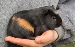 Guinea Pig rodents for sale: Young Guinea Pigs – 3 Litters Ready & Reserve - Image 14