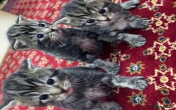 Abyssinian cats for sale: Kittens for sale!!! - Image 1
