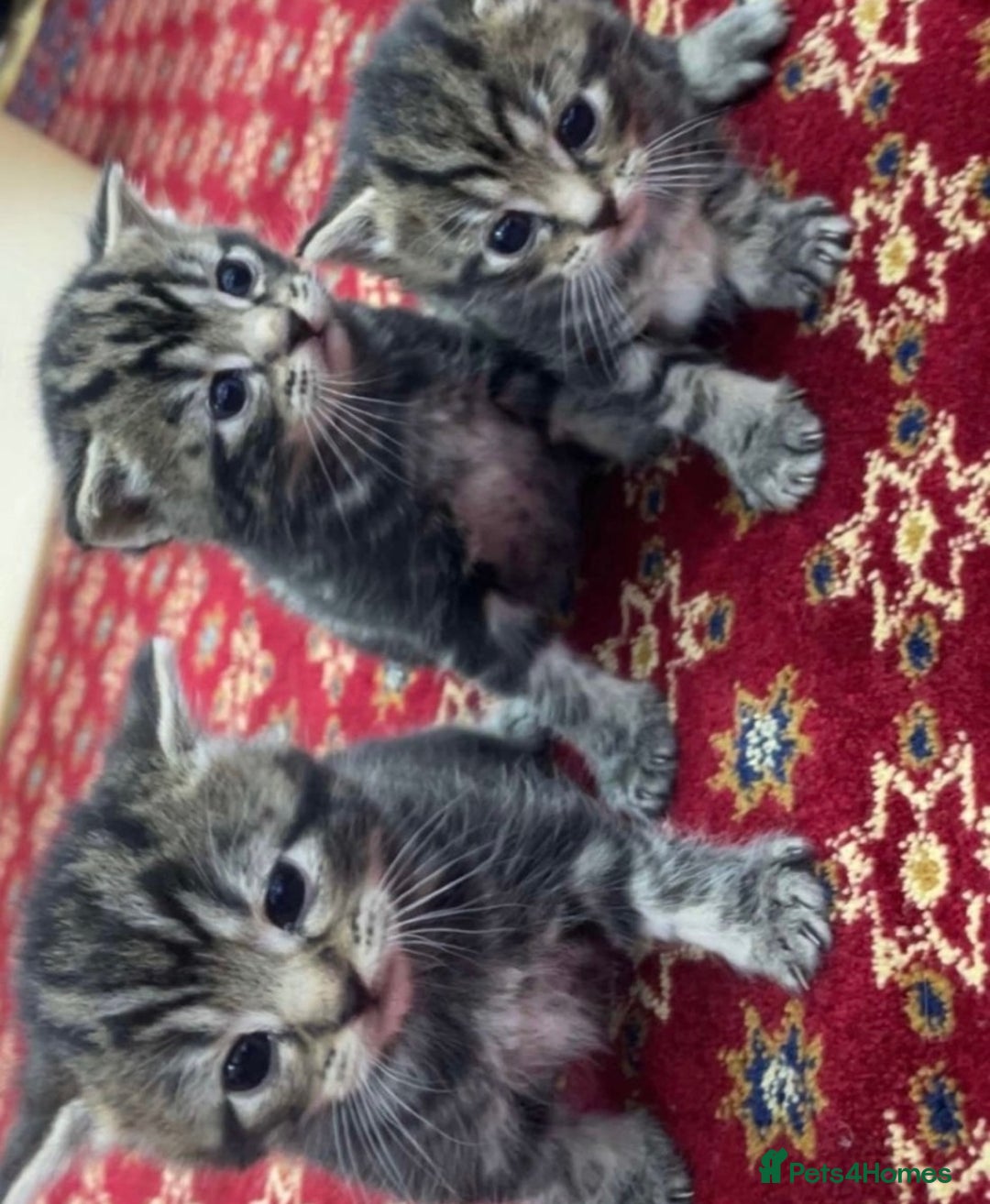 Abyssinian cats for sale: Kittens for sale!!! - Image 1