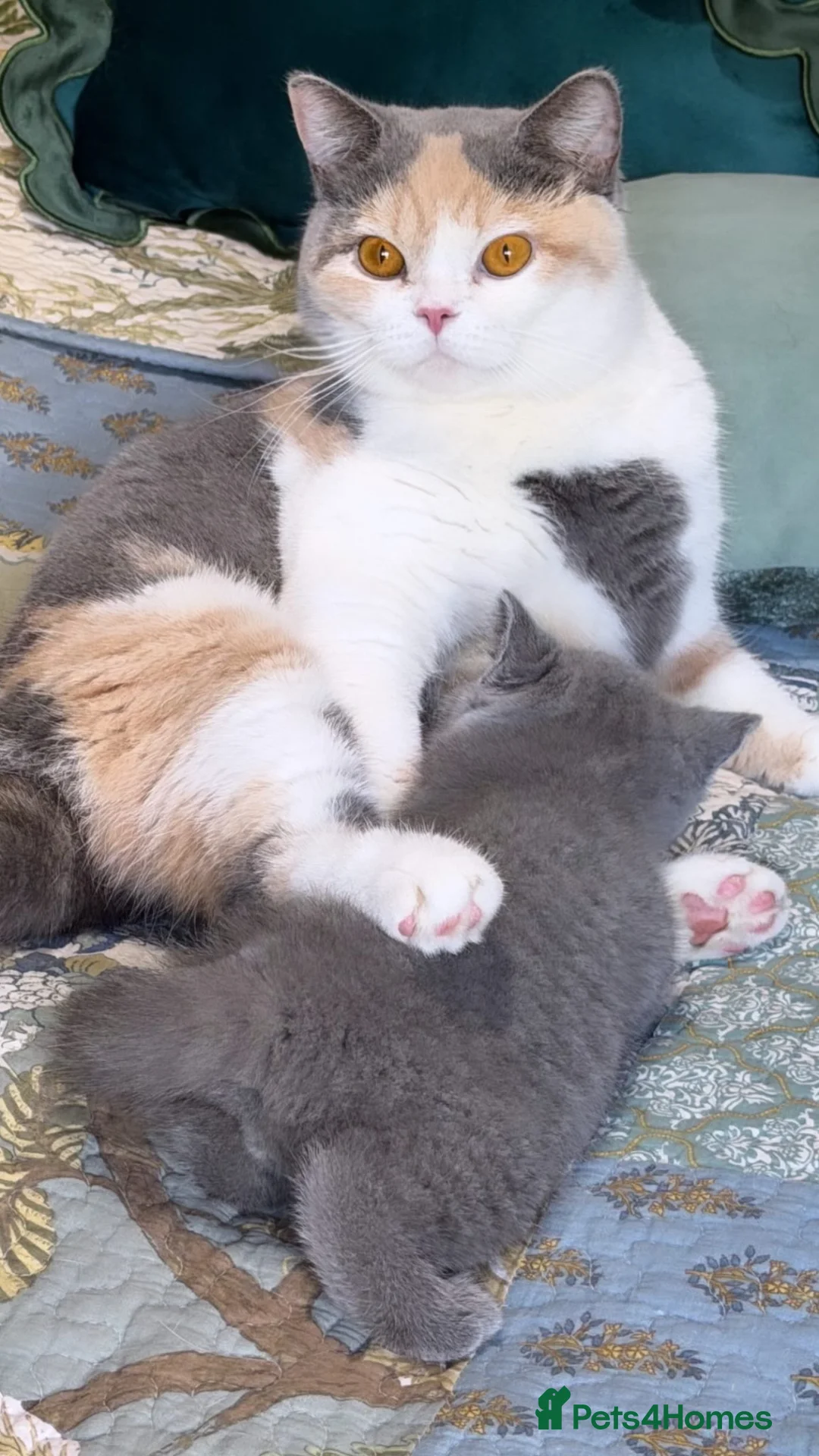 British Shorthair cats for sale: Beautiful boy - Advert 13
