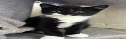 Mixed Breed cats for sale: Black and white Kittens  - Advert 3