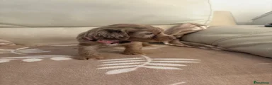 Cockapoo 8