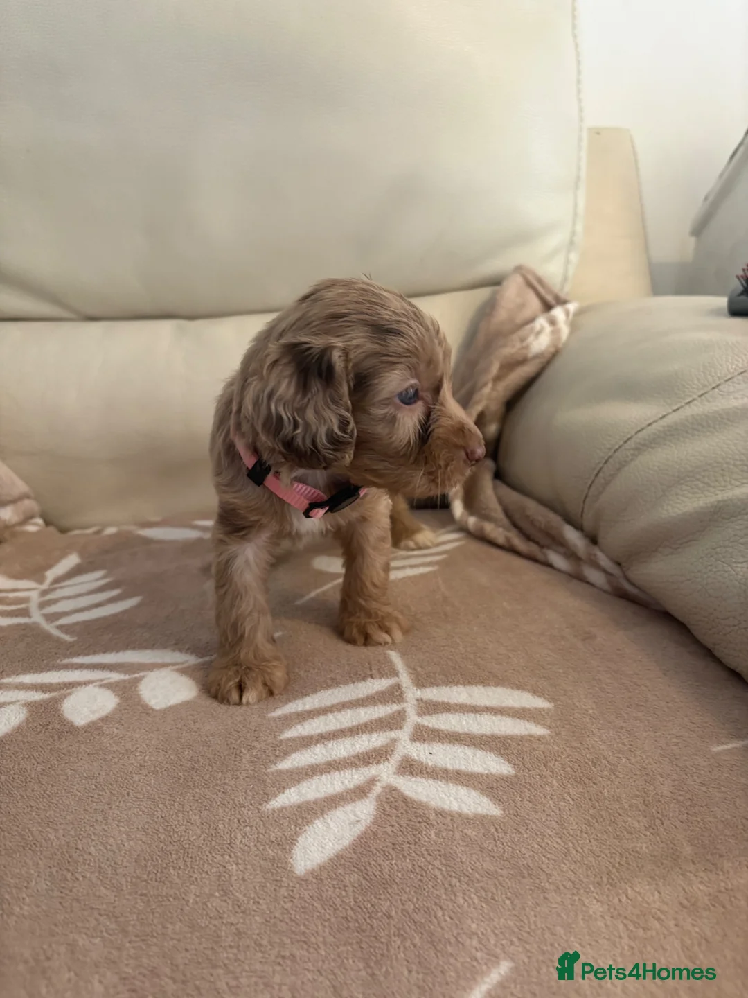 Cockapoo dogs for sale: 🐶 Ready Now! Gorgeous F1 Cockapoo Puppies - Advert 20