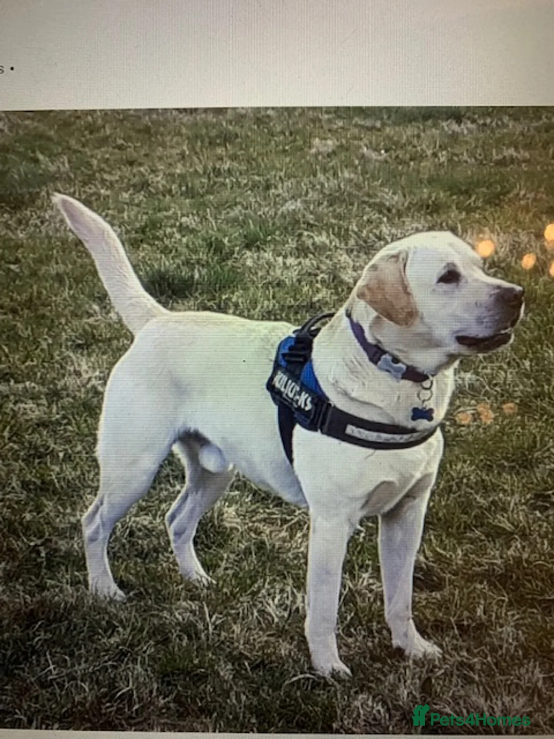 Labrador Retriever dogs for sale: kc registered labradors - Advert 5