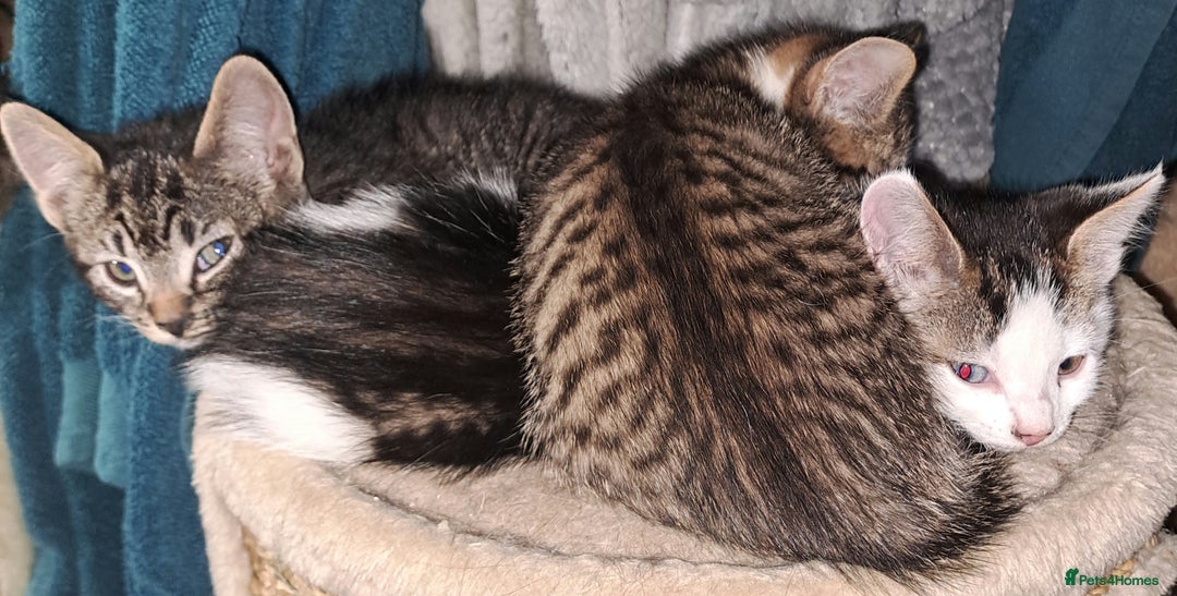 Mixed Breed cats for sale: Beautiful bundles of fun  - Advert 8