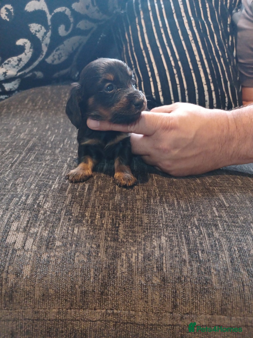 Dachshund dogs for sale: Stunning litter of minature dachshund puppies  - Image 4