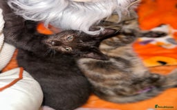 Mixed Breed cats for sale: Tabby and black kittens  - Image 13