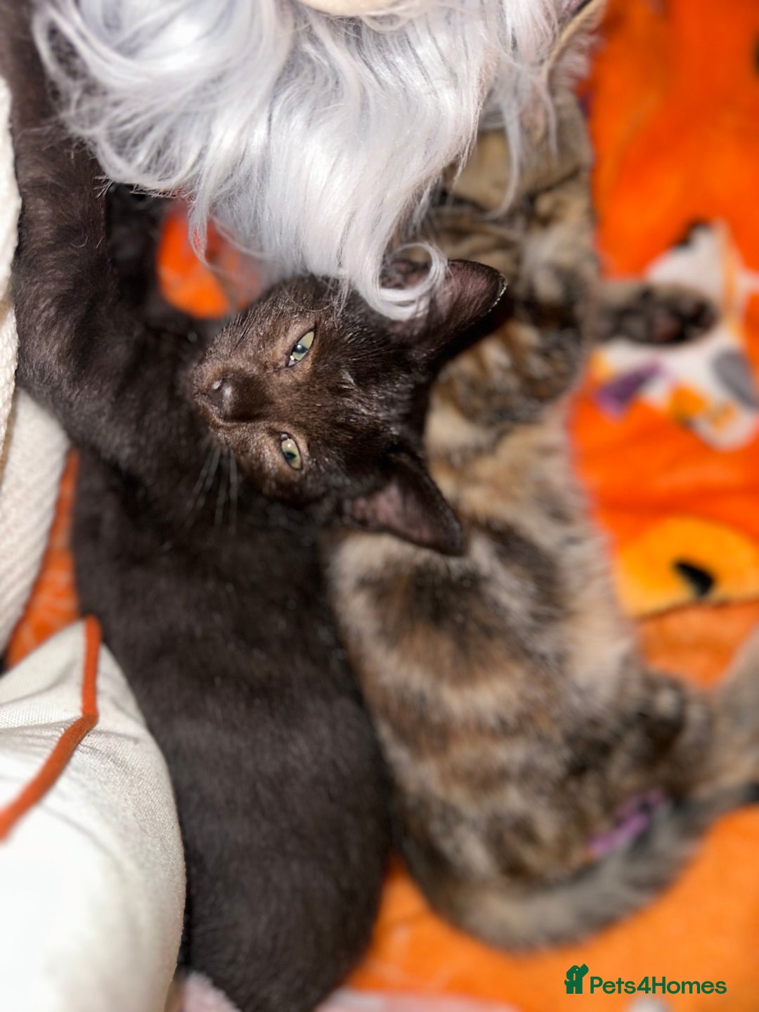 Mixed Breed cats for sale: Tabby and black kittens  - Image 13