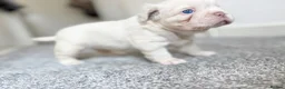 French Bulldog dogs for sale: CREAM FLUFFY FRENCHIE in Blackwood - Advert 7