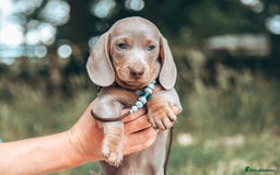 Miniature Dachshund dogs for sale: 5 STAR LICENSED - CEZARBLUE SMOOTH KC MINIATURES  - Image 19