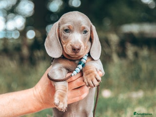 Miniature Dachshund dogs - Advert 3