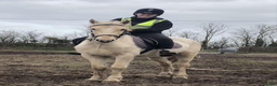 British Warmblood horses for sale: 9yr old warmblood x con palomino gelding in Tilbury - Advert 4