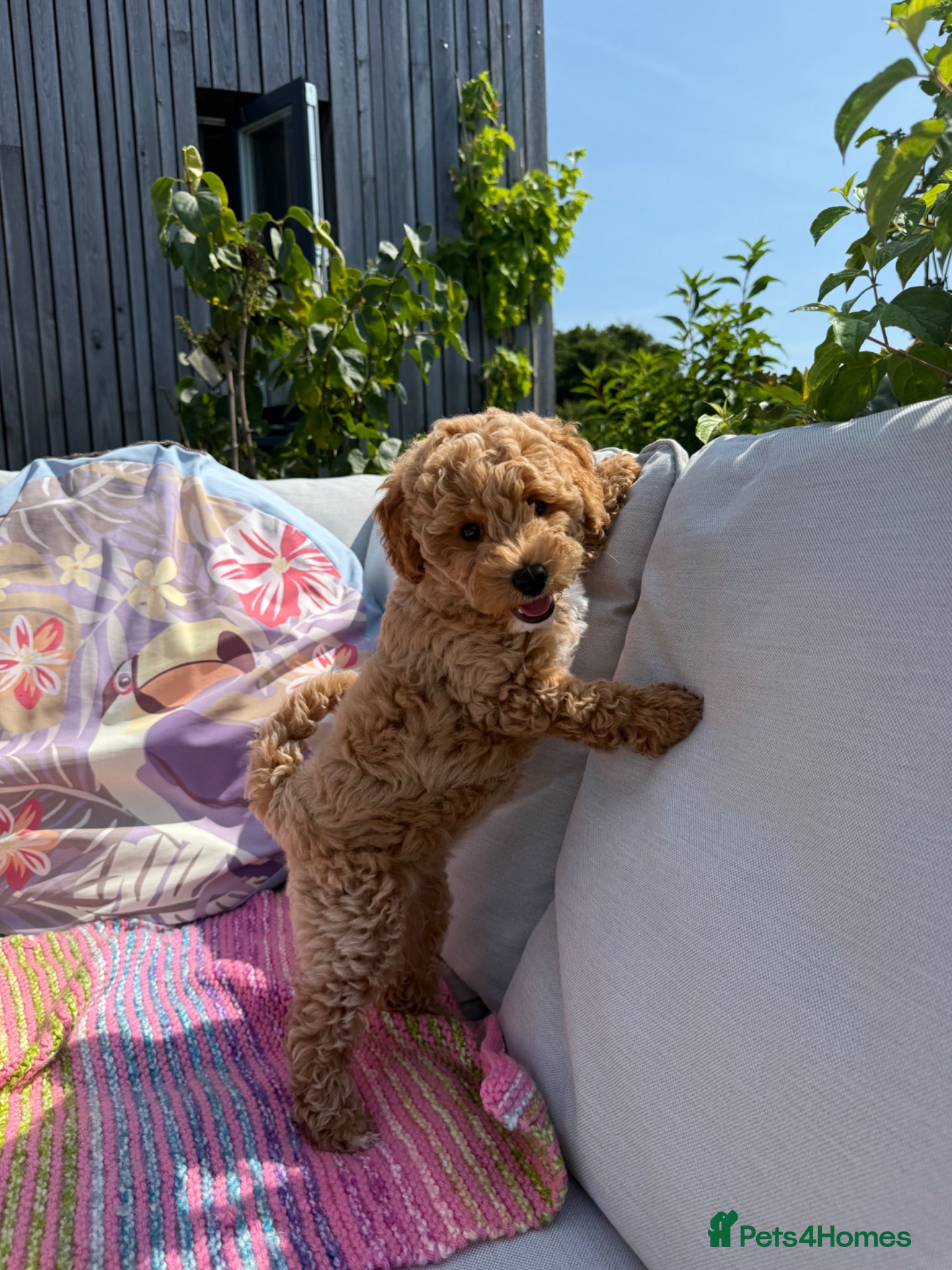 Poochon dogs 💖💖Stunning Puppies 💖 Updated Photos  - Advert 3