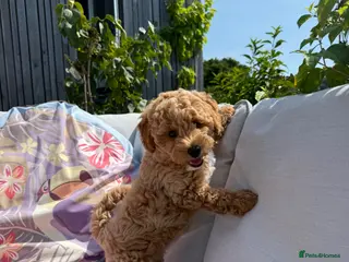 Poochon dogs 💖💖Stunning Puppies 💖 Updated Photos - Advert 3