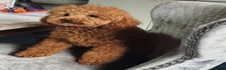 Toy Poodle dogs for stud: Red Health tested Toy Poodle Stud - Advert 4