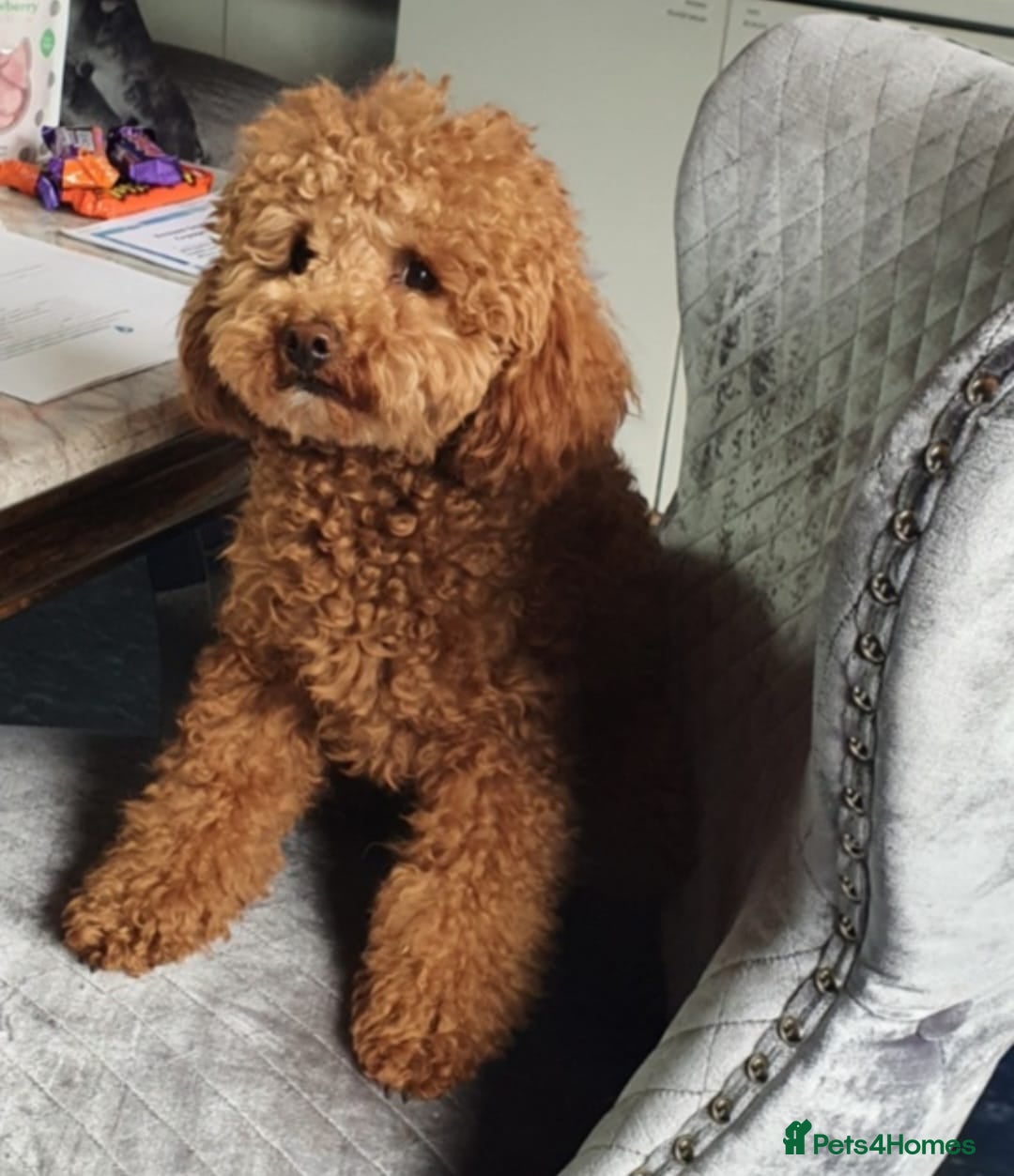 Toy Poodle dogs for stud: Red Health tested Toy Poodle Stud - Advert 4