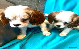 Cavalier King Charles Spaniel dogs for sale: Kc register King Charles puppies. - Image 3