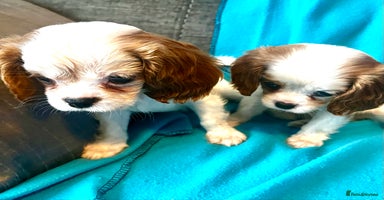 Cavalier King Charles Spaniel dogs - Advert 1