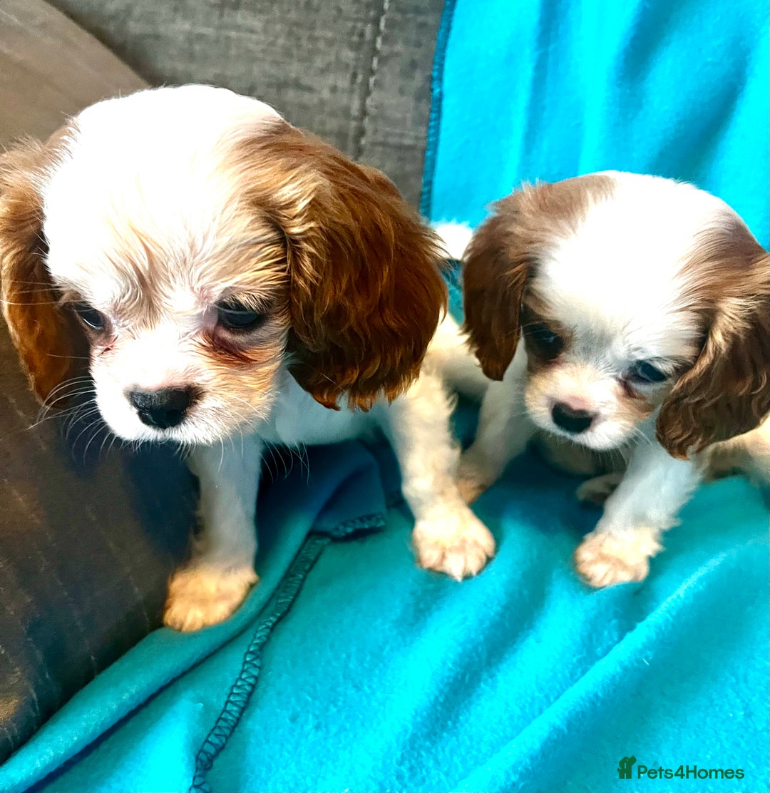 Cavalier King Charles Spaniel dogs for sale: Kc register King Charles puppies. - Image 3