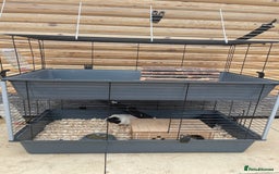 Guinea Pig rodents for sale: For Sale 2 Guinea Pigs With Cage and Accessories  - Image 1