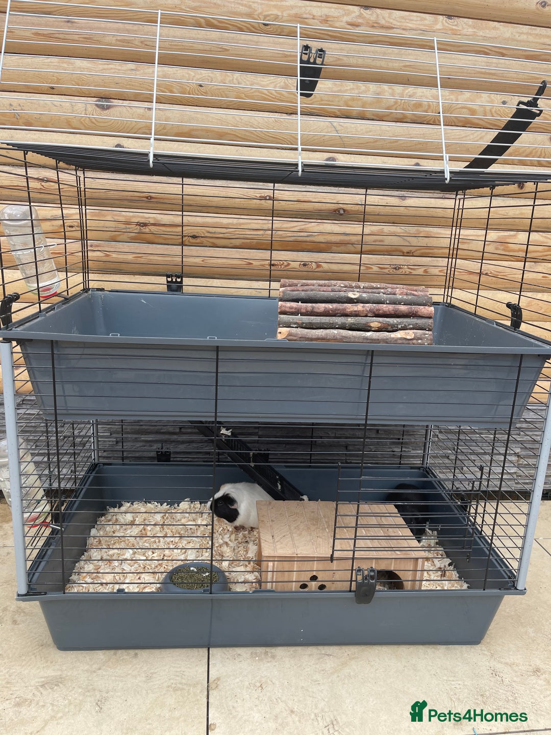 Guinea Pig rodents for sale: For Sale 2 Guinea Pigs With Cage and Accessories  - Image 1