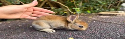 Rex rabbits for sale: 3 x stunning mini rex babies for reserve  - Advert 15