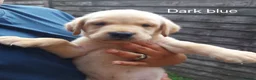 Labrador Retriever dogs for sale: Labrador puppies 🐶  in Rushden - Advert 7
