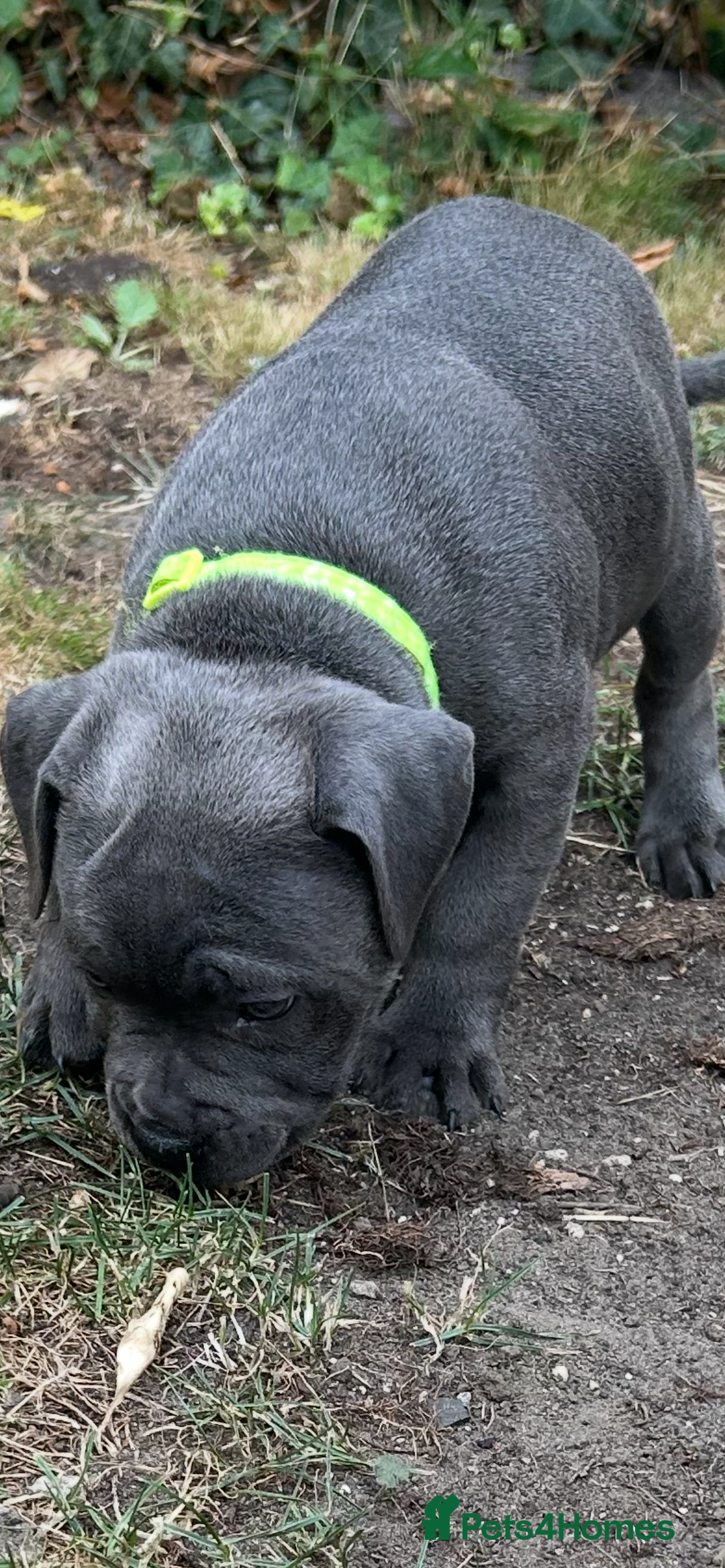 Staffordshire Bull Terrier dogs for sale: KC Staffordshire bull terrier LAST BOY REDUCED  - Image 3