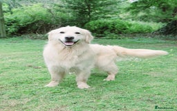Golden Retriever dogs for sale: INTERNATIONAL PEDIGREE MOST HEALTH TESTED LITTER. - Image 10