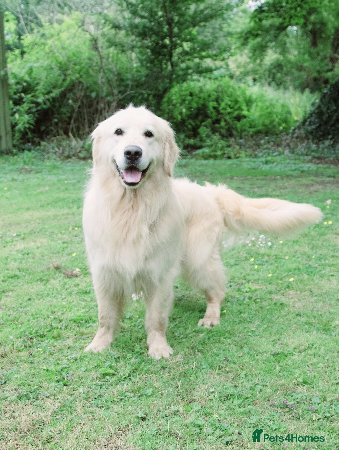 Golden Retriever dogs for sale: INTERNATIONAL PEDIGREE MOST HEALTH TESTED LITTER. - Image 10