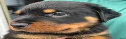 Rottweiler dogs for sale: Territory-Smart Tails & Watchful Souls-Rottweilers in Northampton - Advert 3