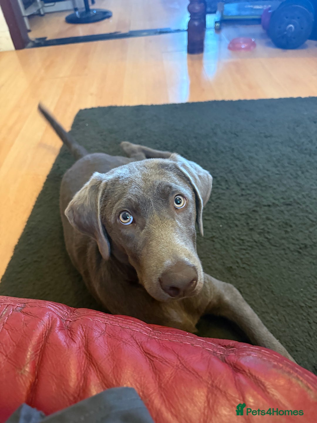 Labrador Retriever dogs for sale: 6month old Female Pure Lab - Image 5