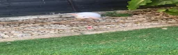 Mixed Breed rabbits for sale: White Albino Mini lops 2 girls and 1 boy left - Advert 7